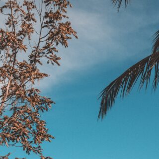 Glow from Within: De Beste Voeding voor een Stralende Huid